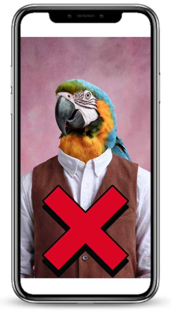 No Animals